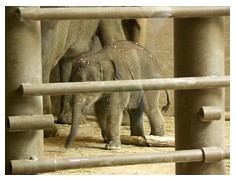 2009_07_03_olivia_zoo_017.jpg