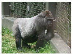 2009_07_03_olivia_zoo_062.jpg