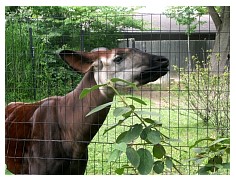 2009_07_03_olivia_zoo_073.jpg