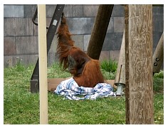 2009_07_03_olivia_zoo_088.jpg