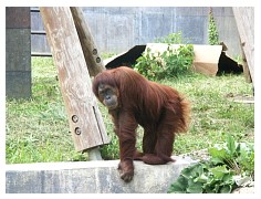 2009_07_03_olivia_zoo_089.jpg