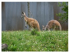 2009_07_03_olivia_zoo_098.jpg