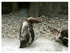 2009_07_03_olivia_zoo_106.jpg