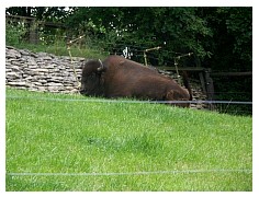 2009_07_03_olivia_zoo_114.jpg